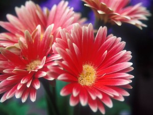 Flower1-006